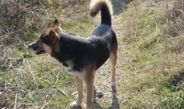 土狗有什么养头?我来告诉你土狗有什么养头!