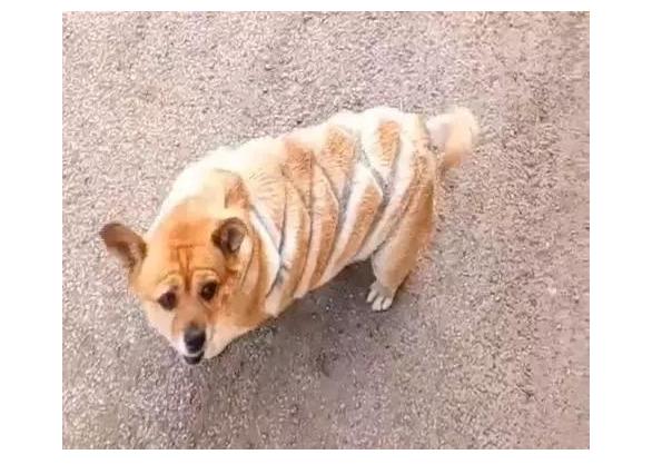 主人给柯基剪了新造型,路人纷纷围观:这不是行走的菠萝包吗?