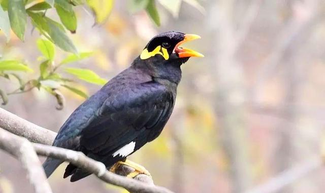 鹩哥,八哥这一类的鸟儿都喜爱干净,所以要让鹩哥经常洗澡.