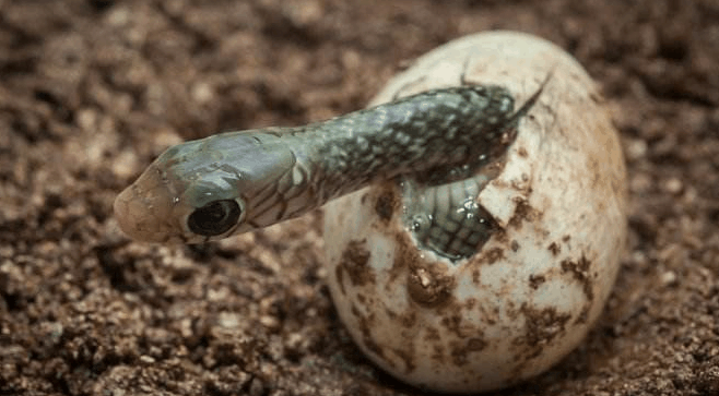 农夫好心让蛇蛋孵化成蛇没想到却为蛇而死