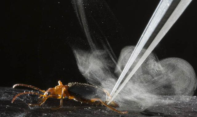 投弹手甲虫:可发射灼热毒液,并从蟾蜍的胃里逃生