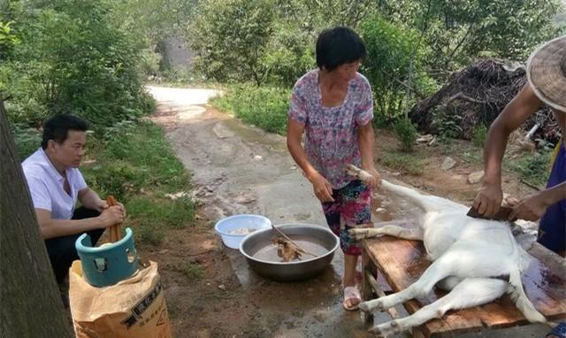 农家院里第一次杀羊, 村里人都过来瞧热闹, 小朋友都不吃饭了