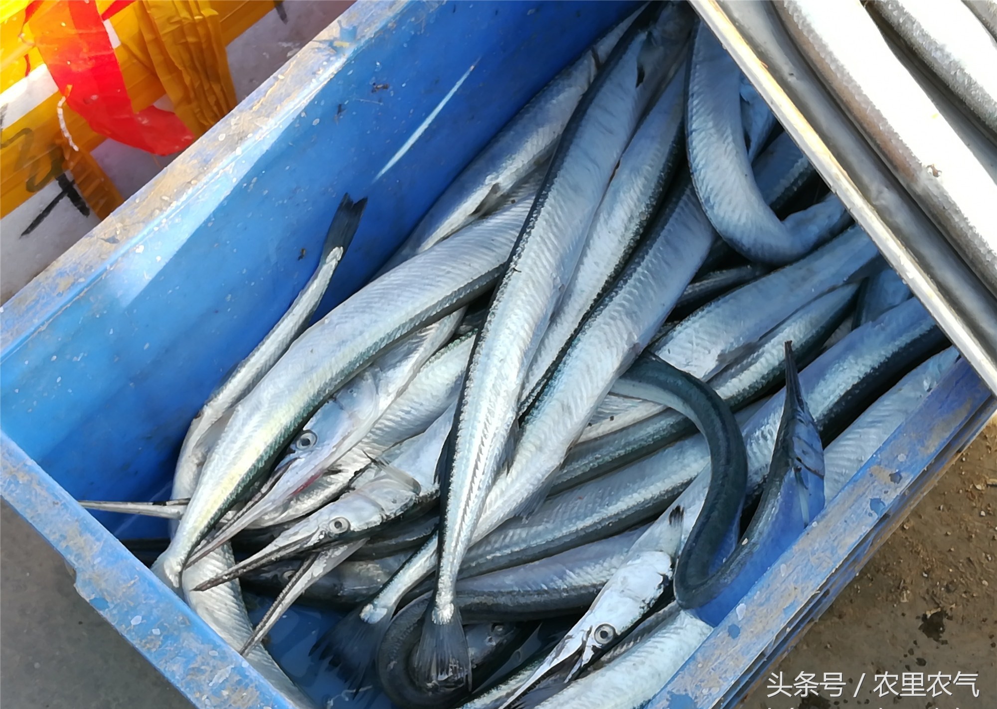 也可以用蓝色的周转箱,与白色周转箱相比,这些针梁鱼看起来又鲜又亮