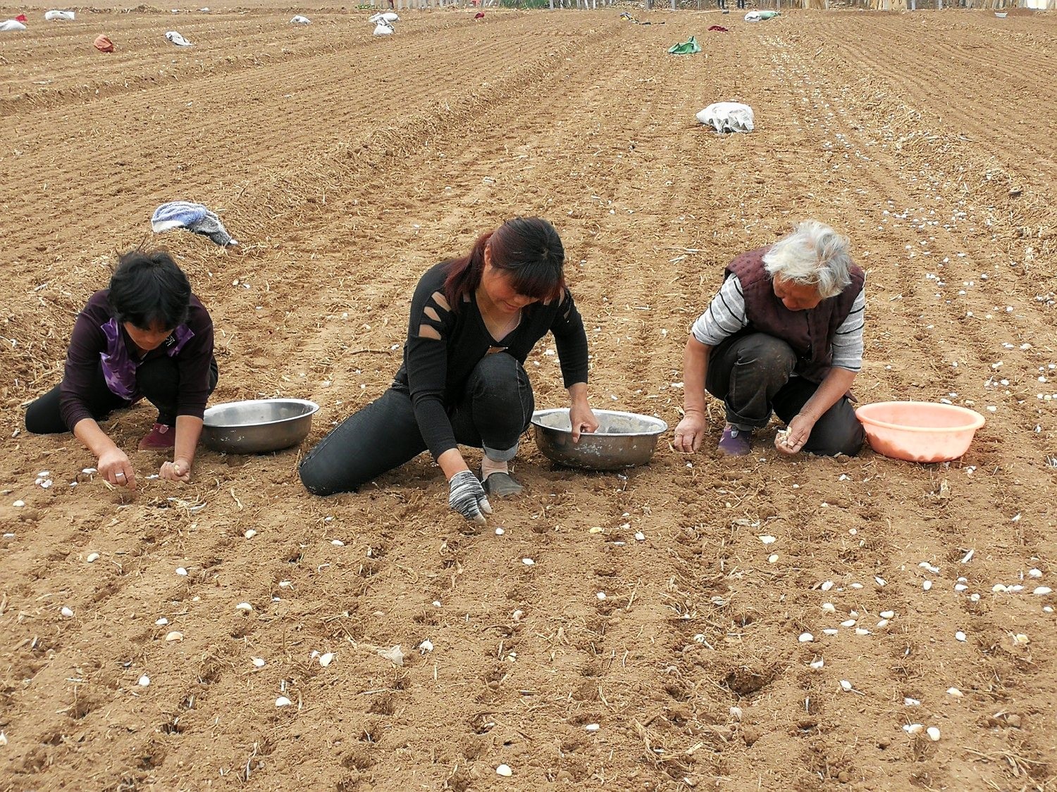 七旬农村大妈打工种蒜,每天栽种蒜粒近万颗,挣150元