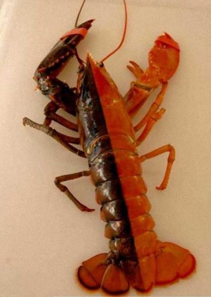 奇美拉现象——遗传学中的嵌合体|奇美|嵌合体|蛇尾_新浪新闻