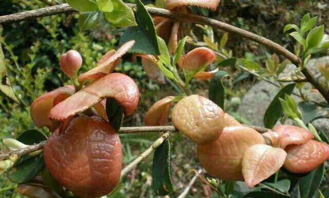 摘它来玩这种植物喜欢长在石壁上,我们叫它为石仙桃它是蜈蚣草的果实