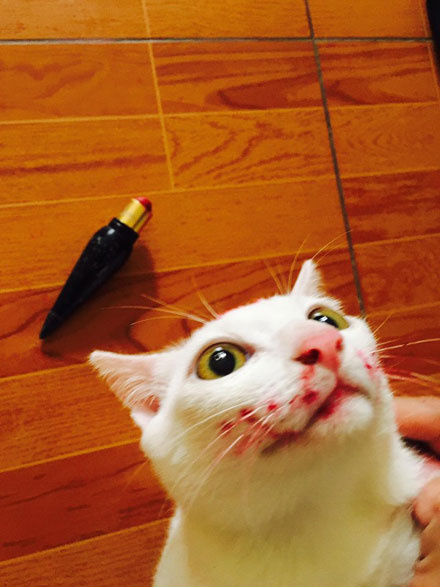 网友回家看到猫咪一脸血,非常担心