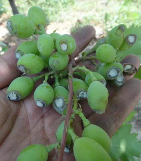 葡萄调节剂使用不当引起的|调节剂|花序|僵果_新浪新闻