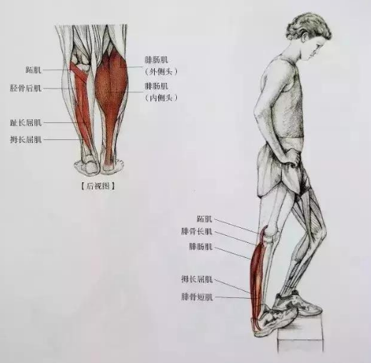 膝关节疼痛除了做手术,还需要强大的肌肉群来保护|膝关节|右腿|肌肉