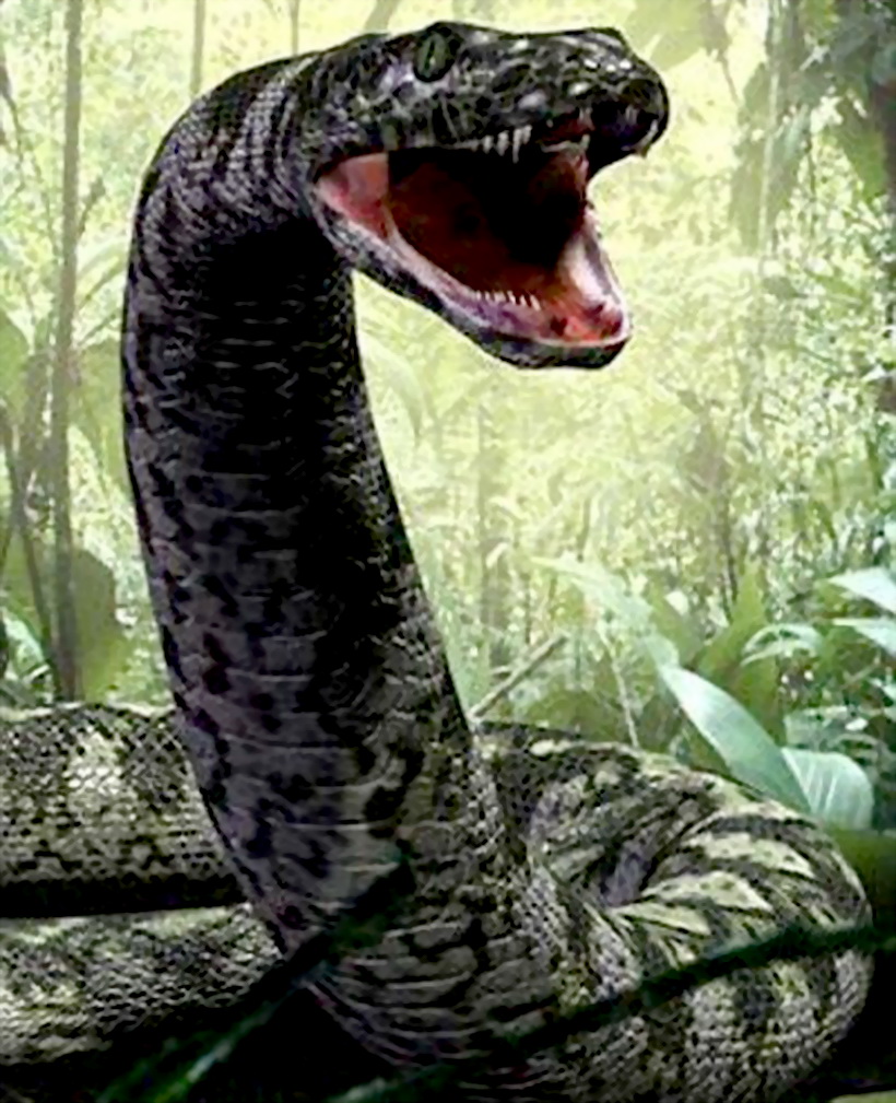 男子救小蛇,吃的太多养不起放归森林,多年后从猛虎口下救下自己