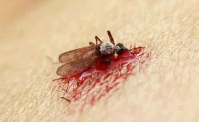 你幻想过在蚊子吸血过程中拍死它吗? 别试了, 小心自己的小命