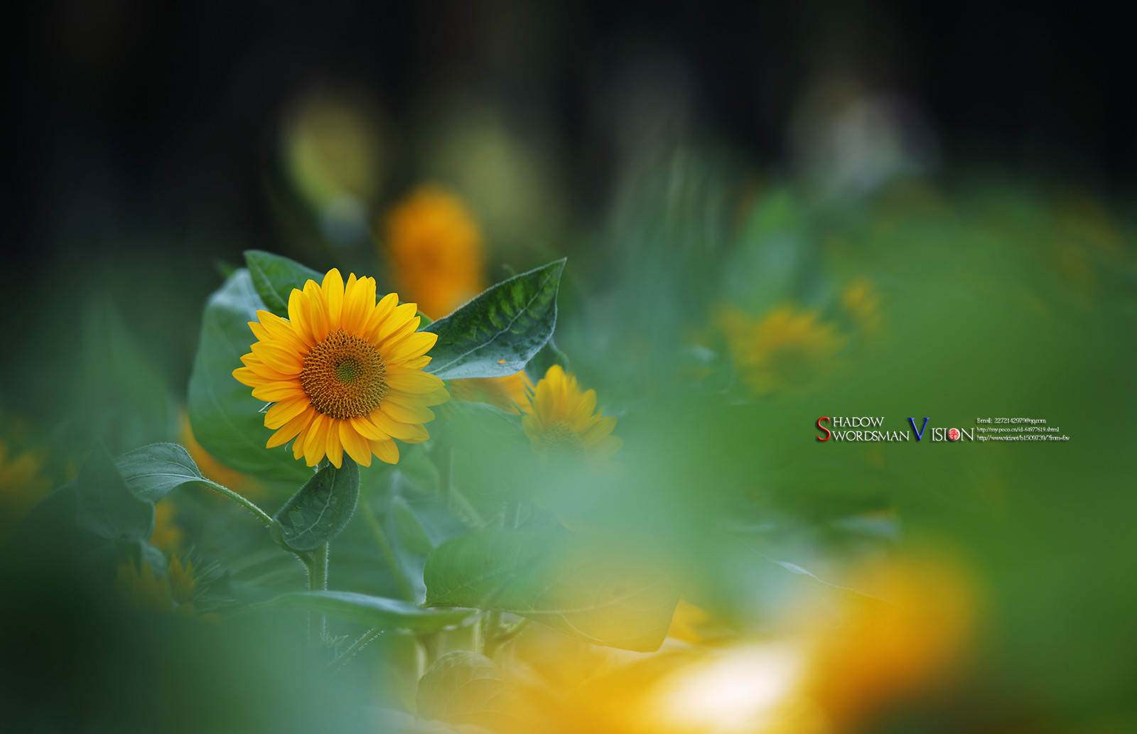 早安!希望每一天都是充满阳光