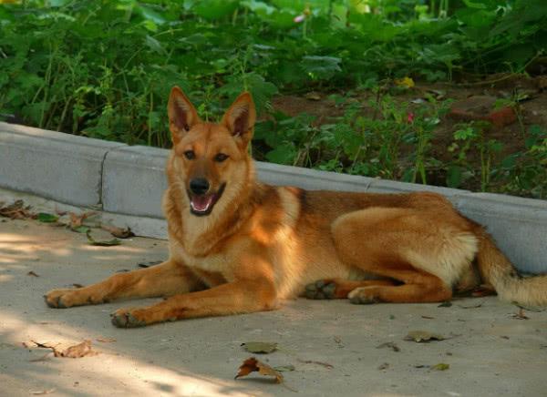 大黄狗天天在门口徘徊,打都打不走,得之真相后忍不住想哭