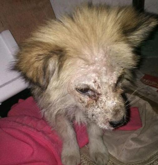 "烂脸"的狗狗溜进店里不肯走了,还躲在灶台下,这是求收留吗