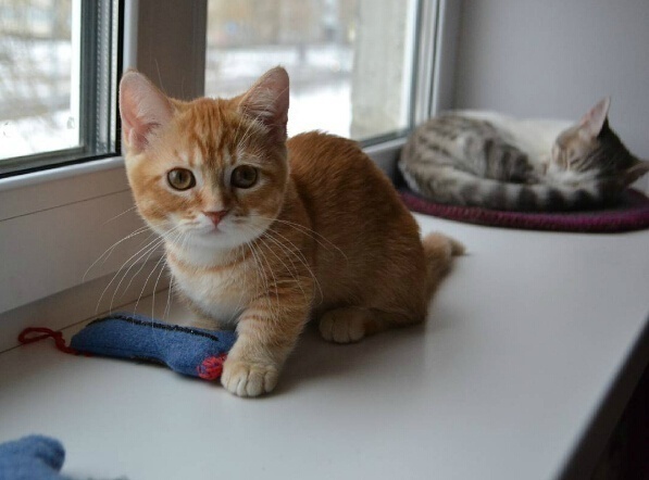 短腿小橘猫,很难想象它长大后的样子.