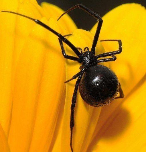 地球上5大致命的毒蜘蛛, 黑寡妇仅第四, 第一被吉尼斯记录认可