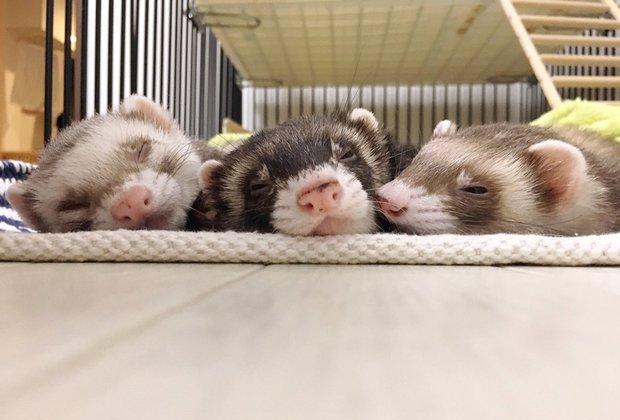 "麻糬三兄弟"叠起来打瞌睡的模样暖翻网友|雪貂|三兄弟|打瞌睡_新浪