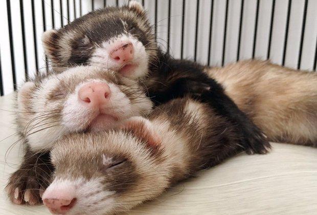 "麻糬三兄弟"叠起来打瞌睡的模样暖翻网友|雪貂|三兄弟|打瞌睡_新浪