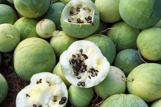 这些水果原来是这么长出来的西瓜子原来不是西瓜里面的