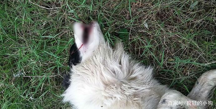 只因为没有看管好羊群,冷血农夫吊死自家牧羊犬!