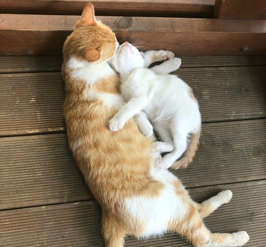 怀里,猫妈妈的动作让网友心头一暖,网友路过,刚好看到这对母子在睡觉