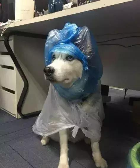 外婆|狼|哈士奇_新浪新闻