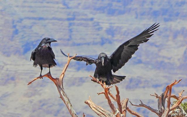 乌鸦的贱萌属性,被称为鸟界的"哈士奇",不怕死爱捉弄其他动物