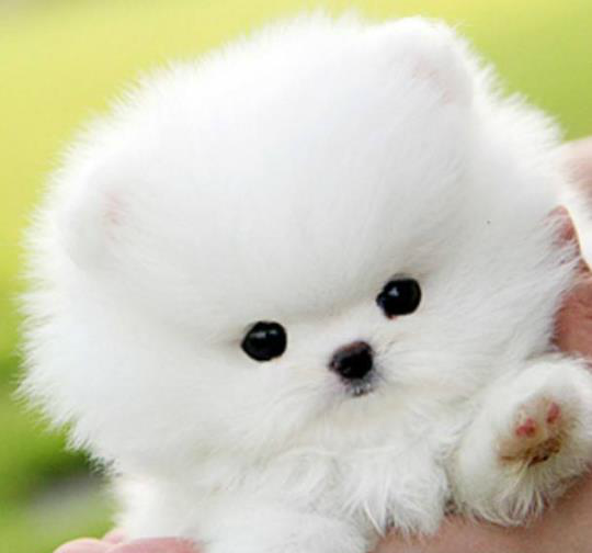 狗狗主人看过来,博美犬的梳毛技巧,让小雪球漂亮又可爱