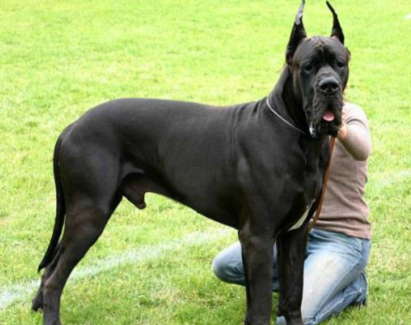 最粘人的四种大型犬,虽然外表丑,但内心像孩子