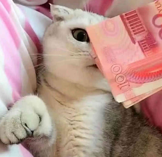 布偶猫半夜鬼哭狼嚎,清早起来主人乐坏了:这是一夜暴富的感觉!