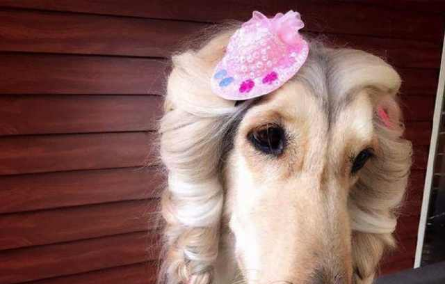 狗中女神阿富汗猎犬美发教程了解一下看完我有些心动