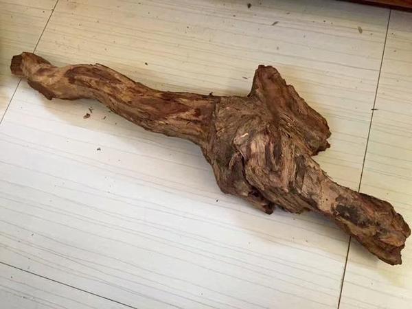 尹大叔19万收来一根木头一刀切开心里绽开了朵朵鲜花