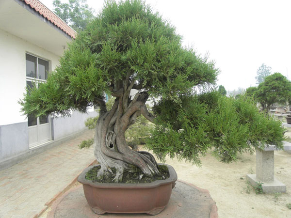 暖暖家居气势磅礴神韵苍郁风骨巍然的侧柏盆景