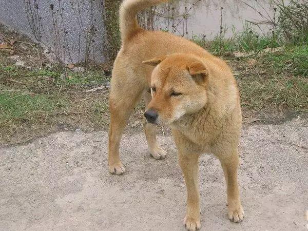 中华田园犬陪我多年,送我上下学,可结局却让我忏悔