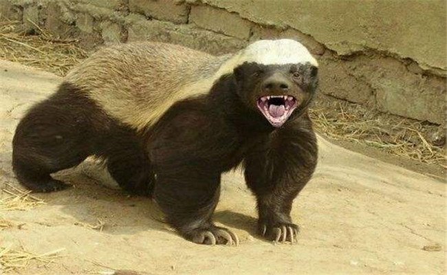 蜜獾|宠物|平头_新浪新闻