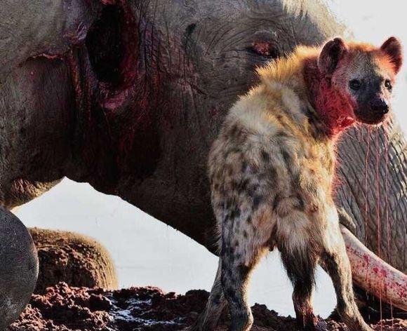 藏獒,比特犬和鬣狗,谁单挑能力较强