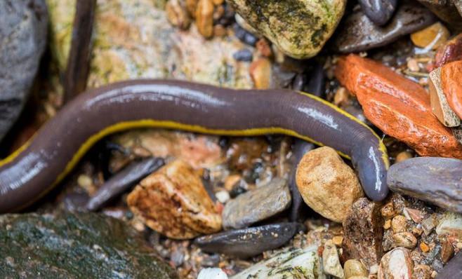 在河里面的这一种生物, 虽然不起眼, 却是很珍贵的|生物|螈|蚯蚓_新浪