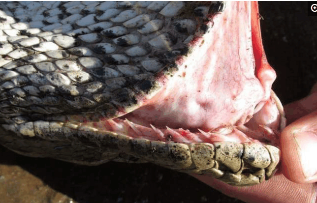 豪猪|巨蟒|蟒蛇_新浪新闻