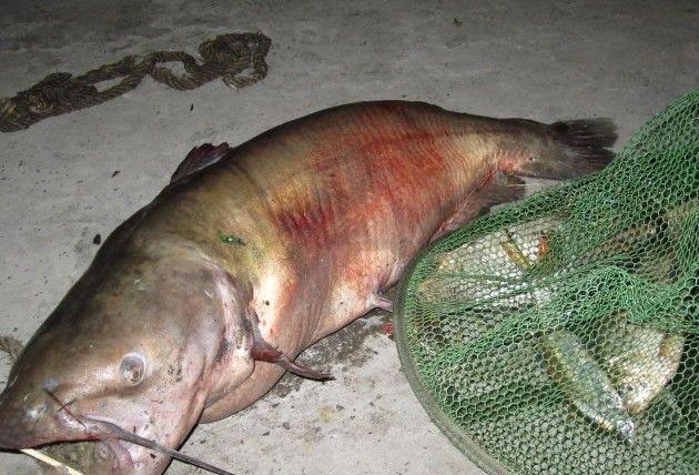 此鱼只在湍急江水中, 难得一见, 当地人称"面瓜鱼"