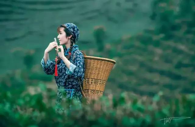 清明 梨花 日暮笙歌,春意 流莺 万株杨柳.