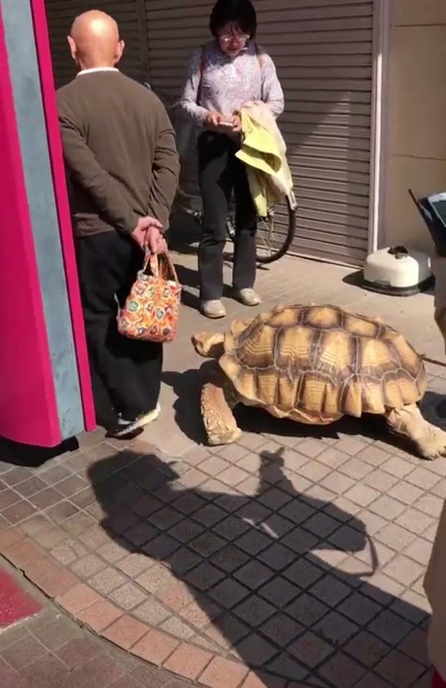 美学必修课:中国人喜欢"遛狗"日本一位老人遛"巨型龟"成网红