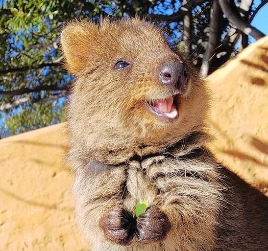 短尾灰沙袋鼠 嘴角天生上翘所以一辈子都在笑 小东西长得真可爱