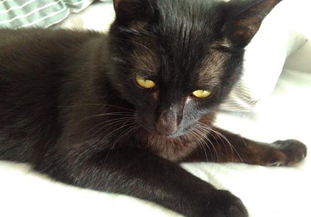 2年前捡的一只纯黑小猫崽,现在大的出奇,朋友说像一只豹子!