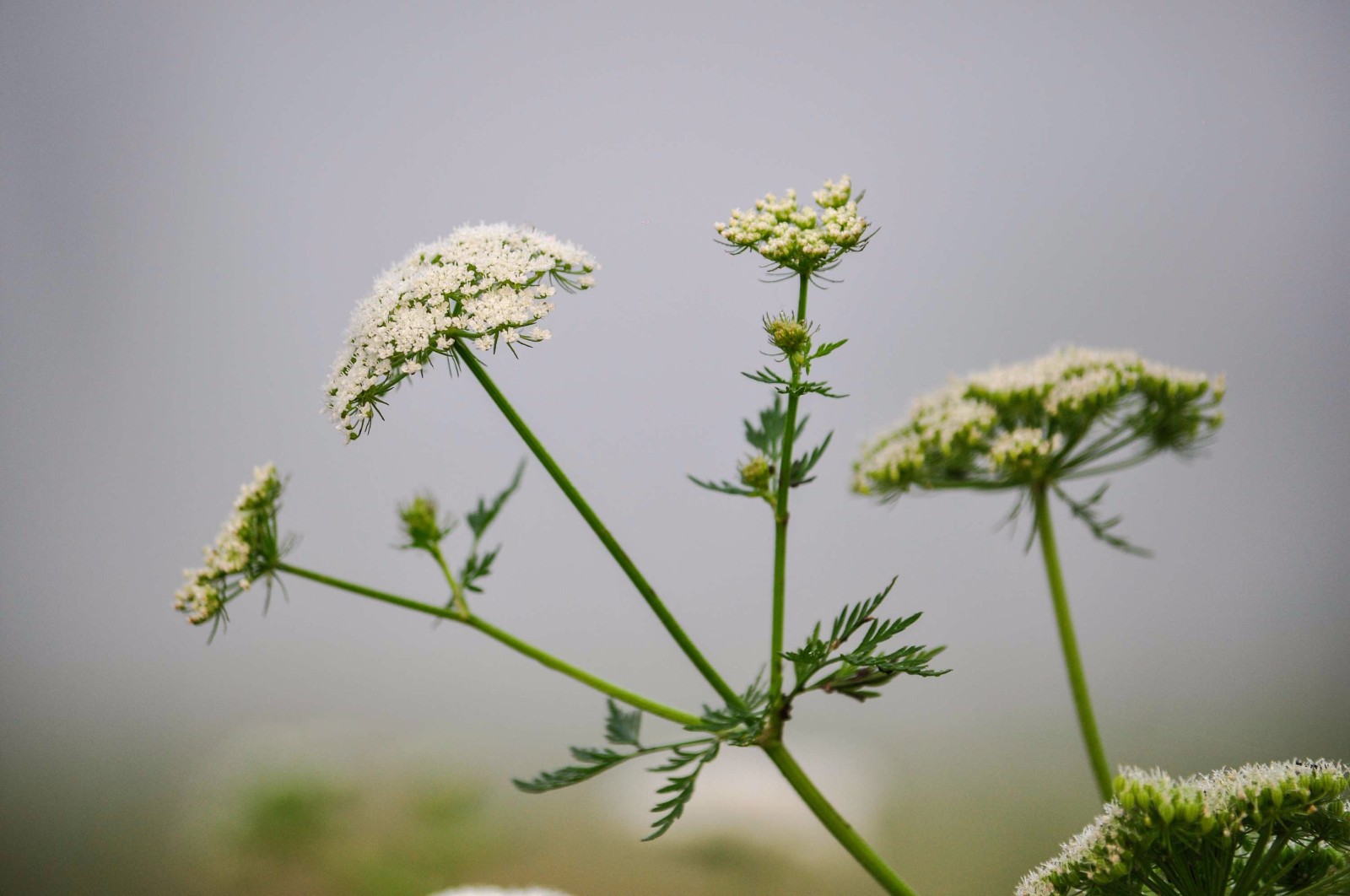 春末夏初说蛇床,而蛇床子的功效却是不容小觑的.