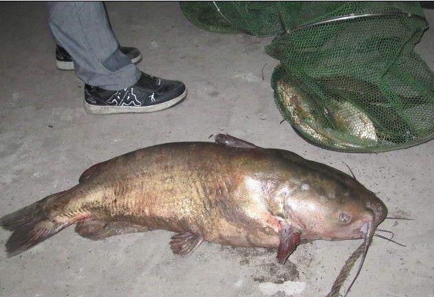 此鱼只在湍急江水中, 难得一见, 当地人称"面瓜鱼"