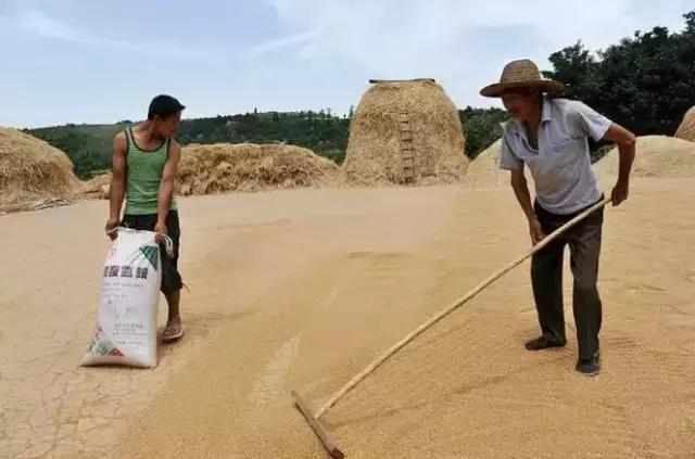 过去麦收的老照片,全是满满的回忆!|粮食|麦收|麦子_新浪新闻