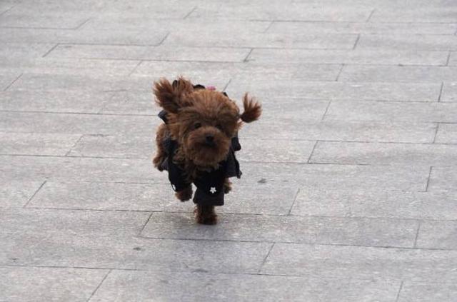 被狗狗狂追的时候一跑你就输了做这个动作狗当场撒腿往回跑