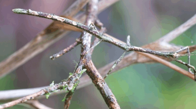 动物界的伪装大师, 看看您能看出来几个?