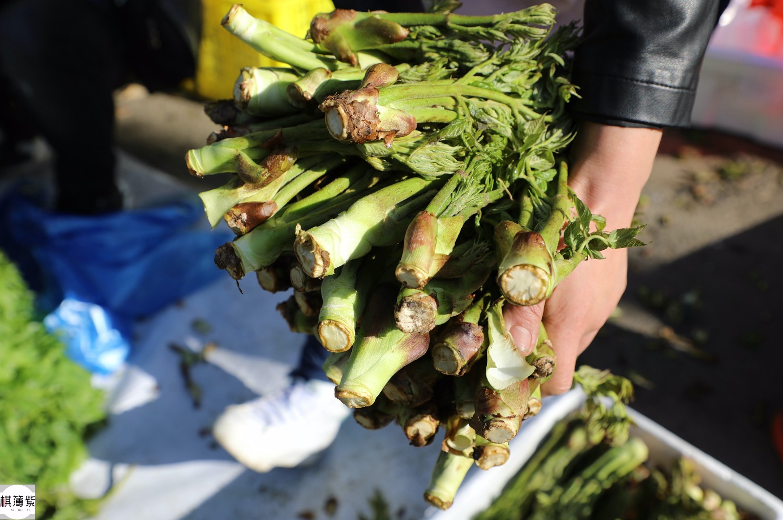 东北热闹早市野菜山珍一根6毛300元天价不愁卖