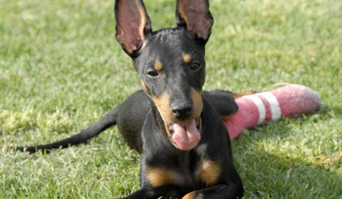 曼彻斯特梗卖到2万元到底值不值? 珍稀血统有钱难买